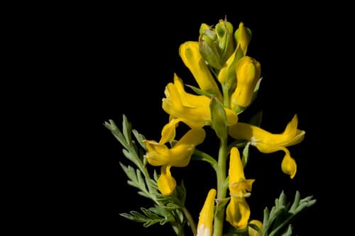 Golden Corydalis (Corydalis aurea)