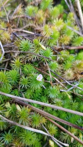 Stream Bogmoss (Mayaca fluviatilis)