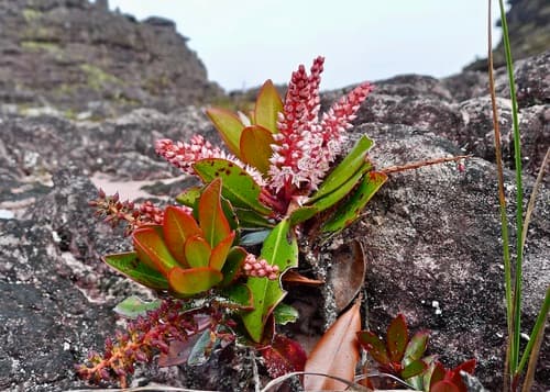 Titi (Cyrilla racemiflora)