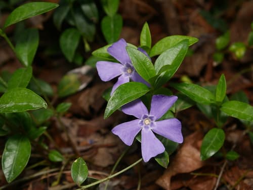 Common periwinkle (Vinca minor)