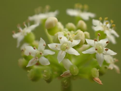 Whorled Marsh Pennywort (Hydrocotyle verticillata)
