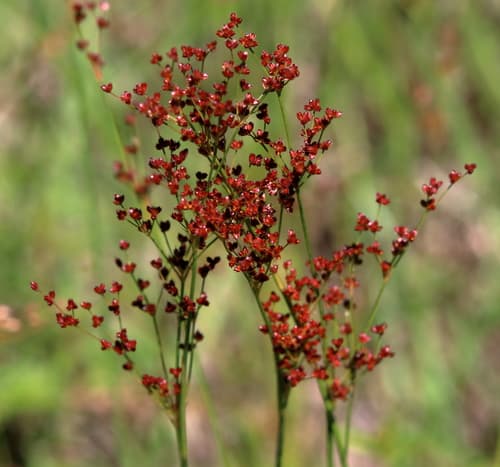 Grass-leaf Rush (Juncus marginatus)