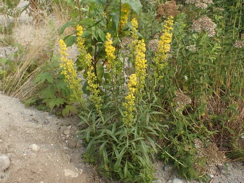 Downy Goldenrod (Solidago puberula)