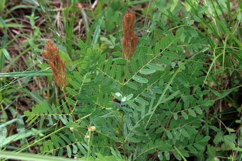 American Royal Fern (Osmunda spectabilis)