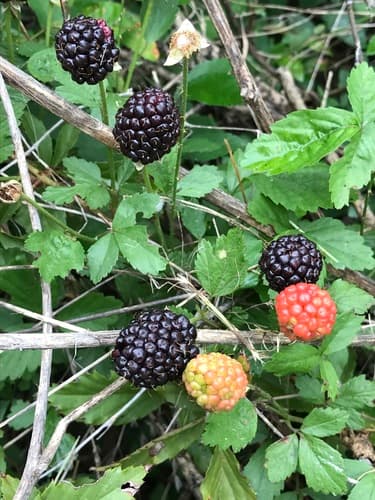 Southern Dewberry (Rubus trivialis)