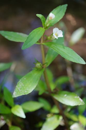 Roundfruit Hedgehyssop (Gratiola virginiana)