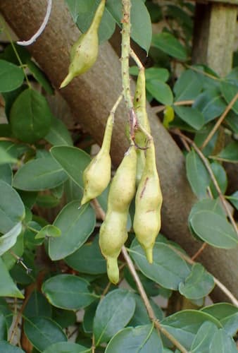 Texas Wisteria (Wisteria frutescens)