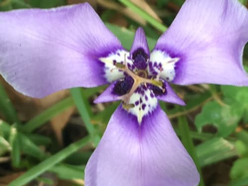 Prairie Nymph (Herbertia lahue)