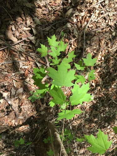 Chalk maple (Acer leucoderme)