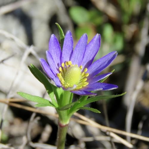 Tenpetal Thimbleweed (Anemone berlandieri)