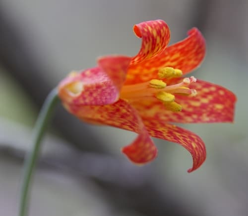 Scarlet Fritillary (Fritillaria recurva)
