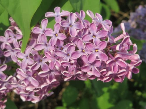 Common lilac (Syringa vulgaris)