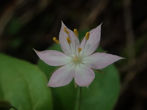 Pacific Starflower (Lysimachia latifolia)