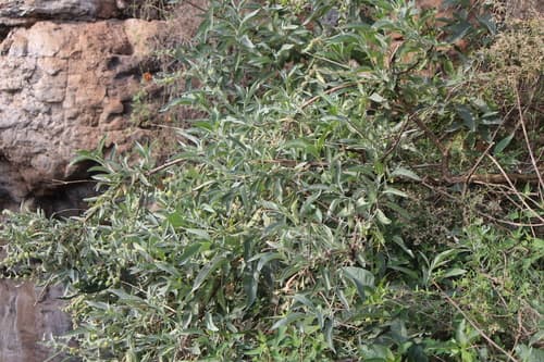 Rio Grande Butterfly Bush (Buddleja sessiliflora)