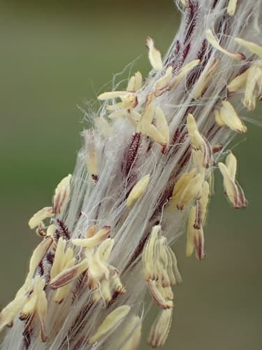 Sharp Grass (Imperata cylindrica)