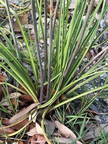 Texas Feathershank (Schoenocaulon texanum)