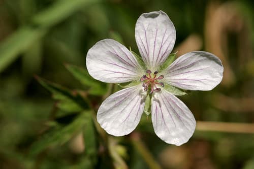 Richardson's Geranium (Geranium richardsonii)