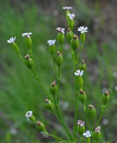 Sleepy Catchfly (Silene antirrhina)
