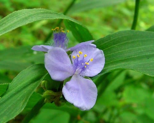Wide-leaf Spiderwort (Tradescantia subaspera)