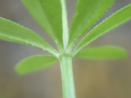 Sweet-scent Bedstraw (Galium triflorum)