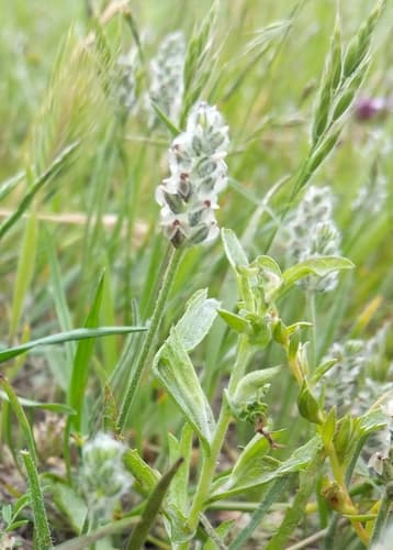 Dotseed Plantain (Plantago erecta)