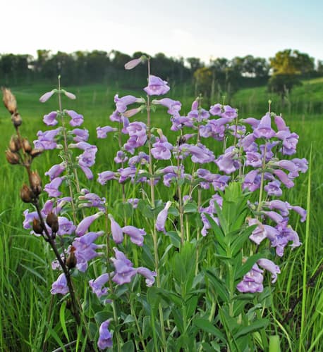 Large beardtongue (Penstemon grandiflorus)