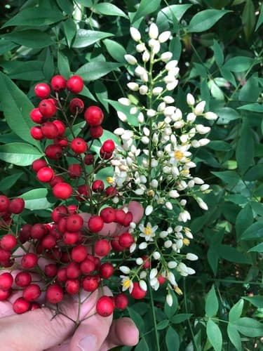Chinese-bamboo (Nandina domestica)