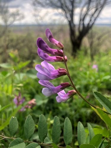 American vetch (Vicia americana)