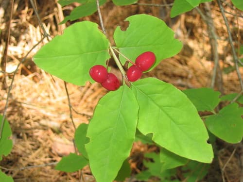 American Fly Honeysuckle (Lonicera canadensis)