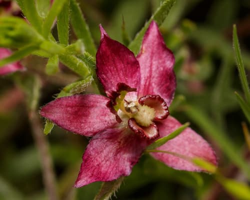 Trailing Ratany (Krameria lanceolata)