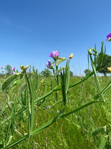 Austrian Winterpea (Lathyrus hirsutus)
