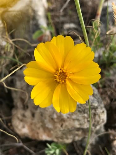 Navajo Tea (Thelesperma simplicifolium)