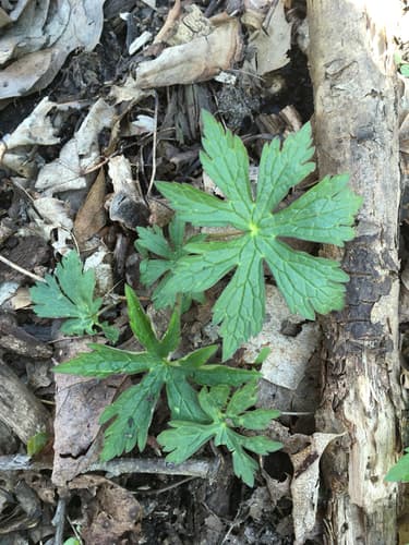 Spotted Geranium (Geranium maculatum)