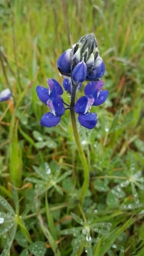 Sky Lupine (Lupinus nanus)