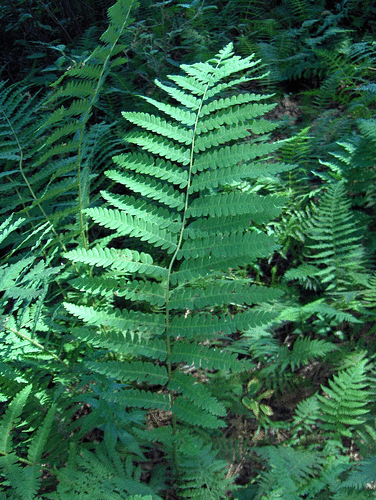 Interrupted Fern (Osmunda claytoniana)