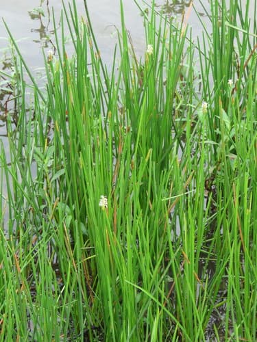 Squarestem Spikerush (Eleocharis quadrangulata)