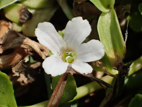 Water Hyssop (Bacopa monnieri)