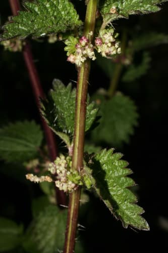 Heartleaf Nettle (Urtica chamaedryoides)