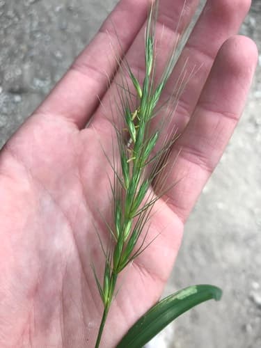 Texas Wildrye (Elymus interruptus)
