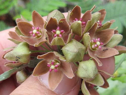 Wavyleaf Twinevine (Funastrum crispum)