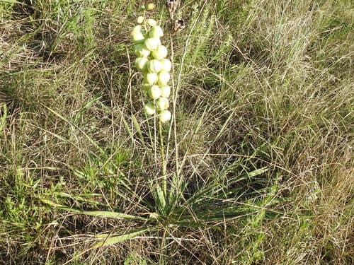 Arkansas Yucca (Yucca arkansana)