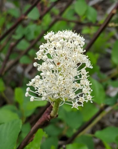 Teatree (Ceanothus sanguineus)