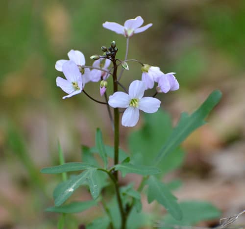 American Milkmaids (Cardamine californica)
