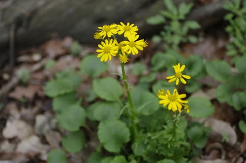 Golden Groundsel (Packera obovata)