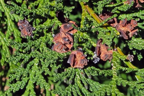 Lawson's cypress (Chamaecyparis lawsoniana)