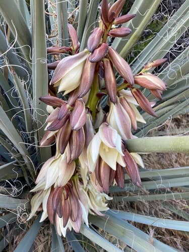 Banana yucca (Yucca baccata)