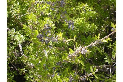 Elbowbush (Forestiera pubescens)