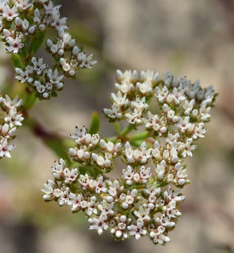 Squareflower (Paronychia erecta)