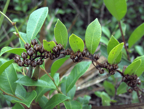 Fetterbush (Lyonia lucida)