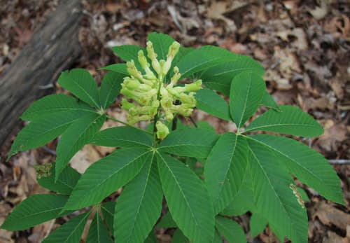 Painted buckeye (Aesculus sylvatica)